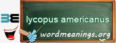 WordMeaning blackboard for lycopus americanus